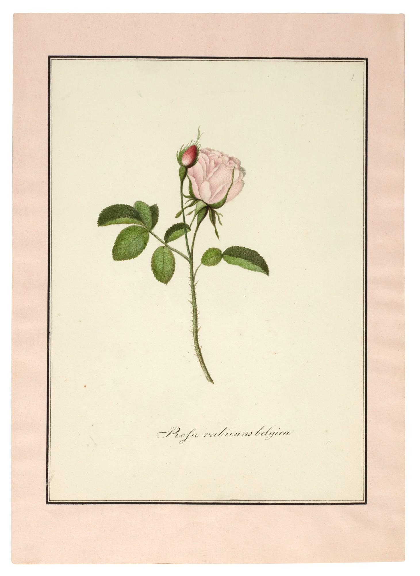 Friedrich Justin Bertuch - Die Rosen-arten nach Natur, 1804, contemporary morocco portfolio