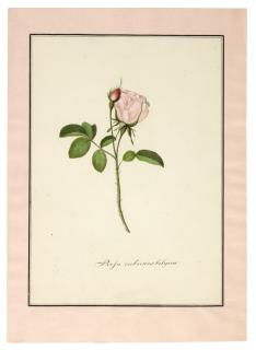 Friedrich Justin Bertuch - Die Rosen-arten nach Natur, 1804, contemporary morocco portfolio