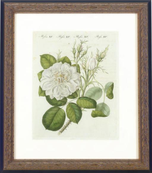 Friedrich Justin Bertuch - [Roses]: Six Plates