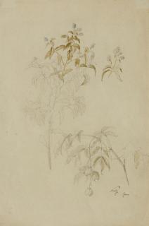 Friedrich Nerly - Mispeln und Lobelien