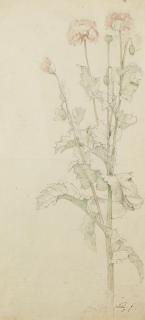 Friedrich Nerly - Studie einer Mohnpflanze