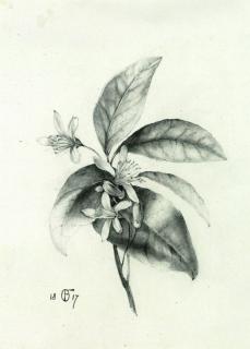 Friedrich Olivier - Obstbaumzweig mit Blüten