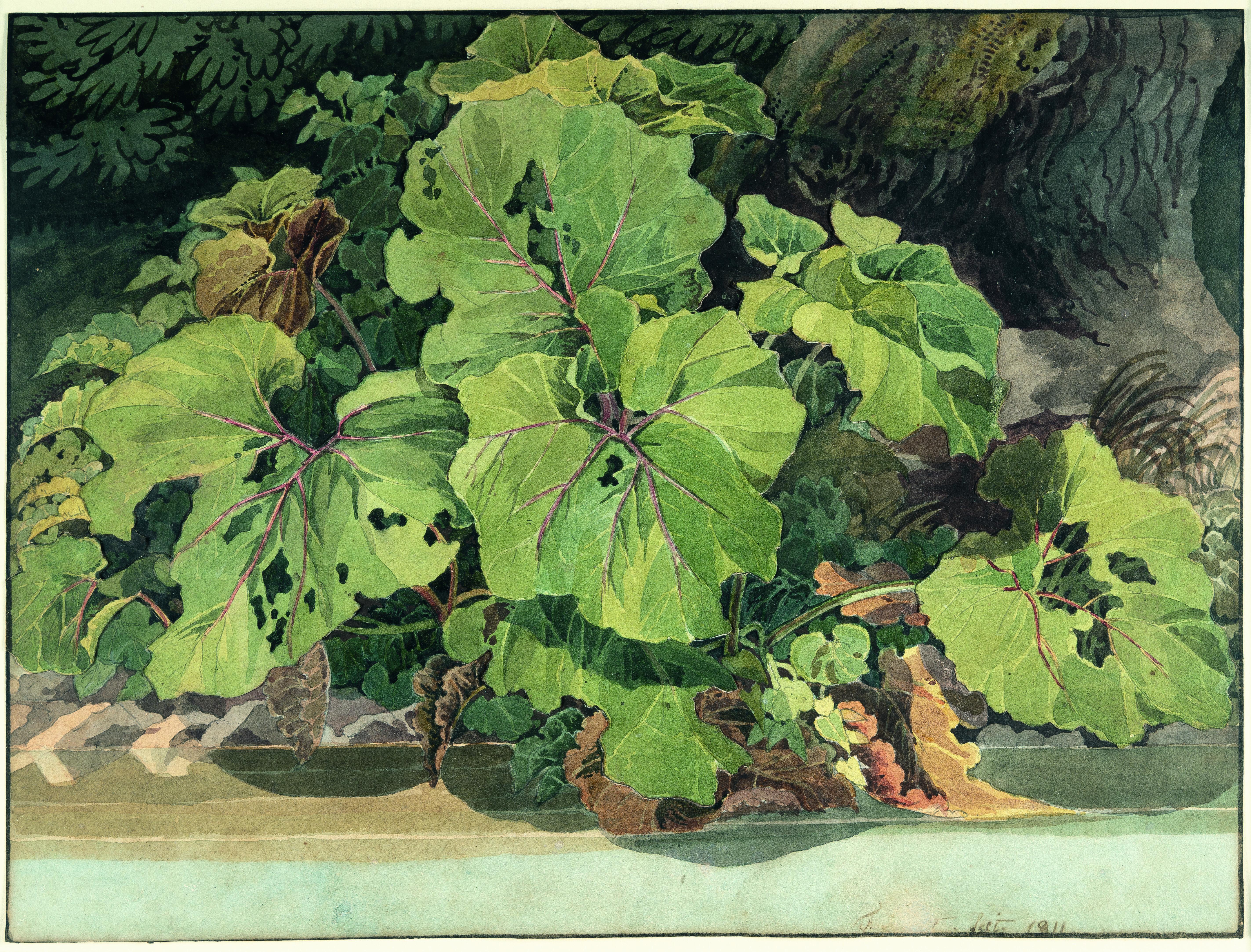Friedrich Salathé - Rhabarberstaude