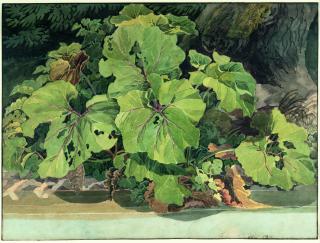 Friedrich Salathé - Rhabarberstaude