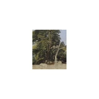 Friedrich Salathé - Woodland Study