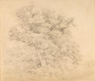 Friedrich Voltz - Große Eiche in vollem Laub.