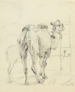 Friedrich Voltz - Stehendes Kamel nach rechts.