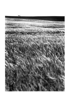 Fulvio Roiter - Isola di Madeira - Portogallo 1963