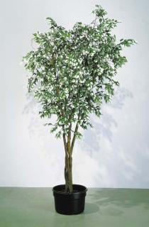 Gabriel Orozco - Arbol Lunar (Moon Tree)