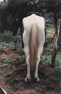 Gabriel Orozco - Caballo (Horse)