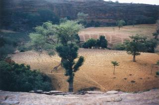 Gabriel Orozco - Campo Con Caminos (Yawa Field)