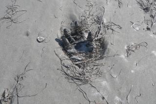 Gabriel Orozco - Castaway Glove