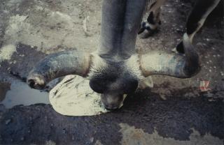 Gabriel Orozco - Cow In Bhuji