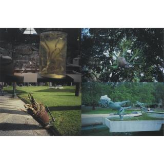 Gabriel Orozco - Especimenes En Montevideo