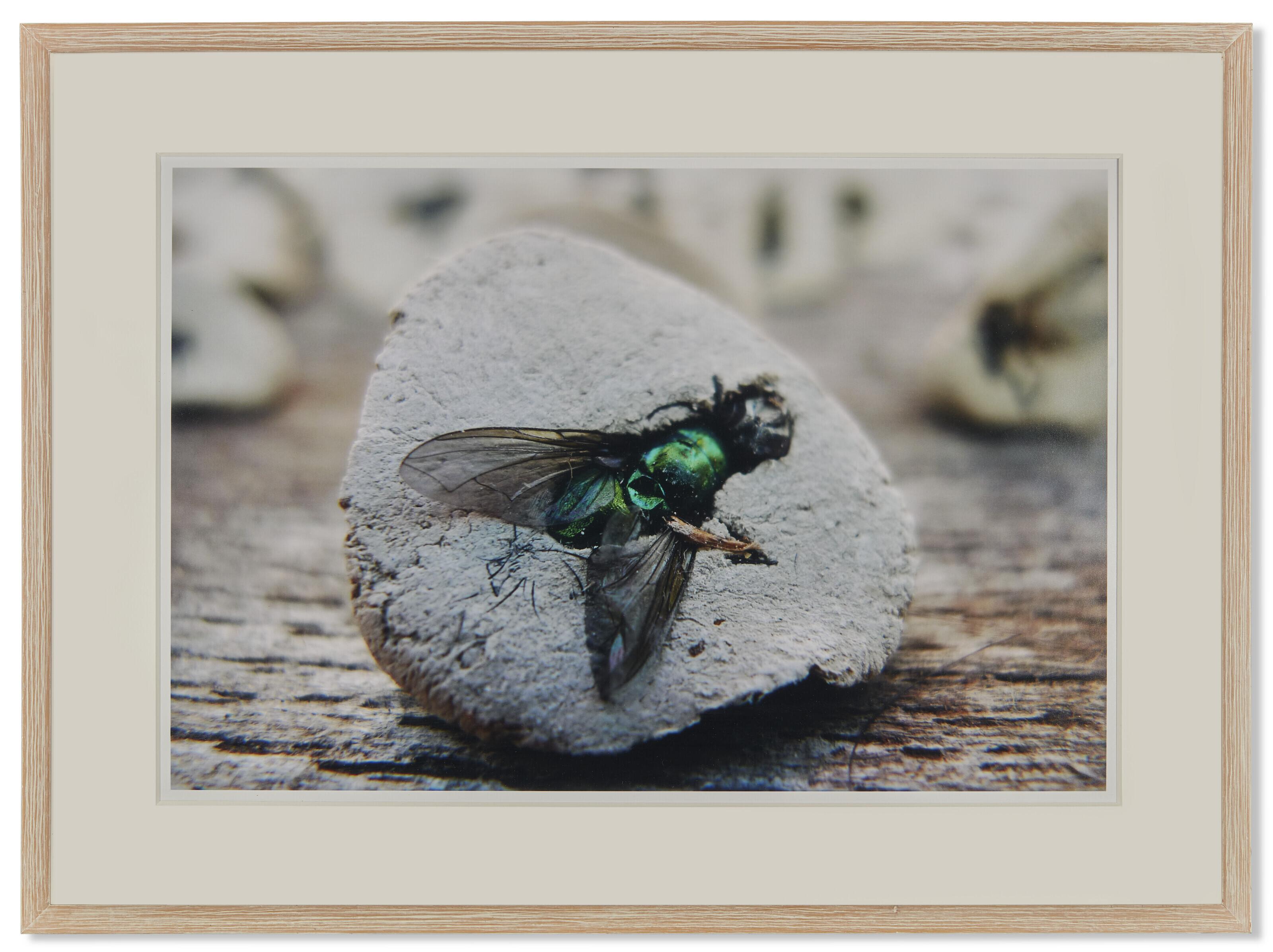 Gabriel Orozco - Fly Stamp, 2010