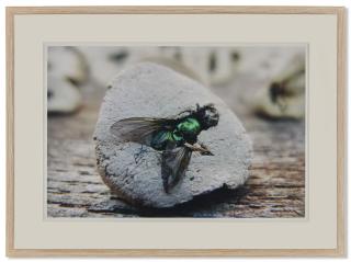 Gabriel Orozco - Fly Stamp, 2010