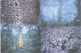 Gabriel Orozco - Follaje