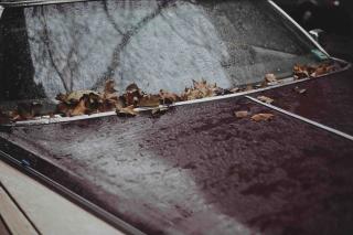 Gabriel Orozco - Leaves on a Car