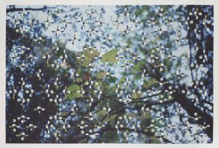 Gabriel Orozco - Light Through Leaves (Parkett 48)