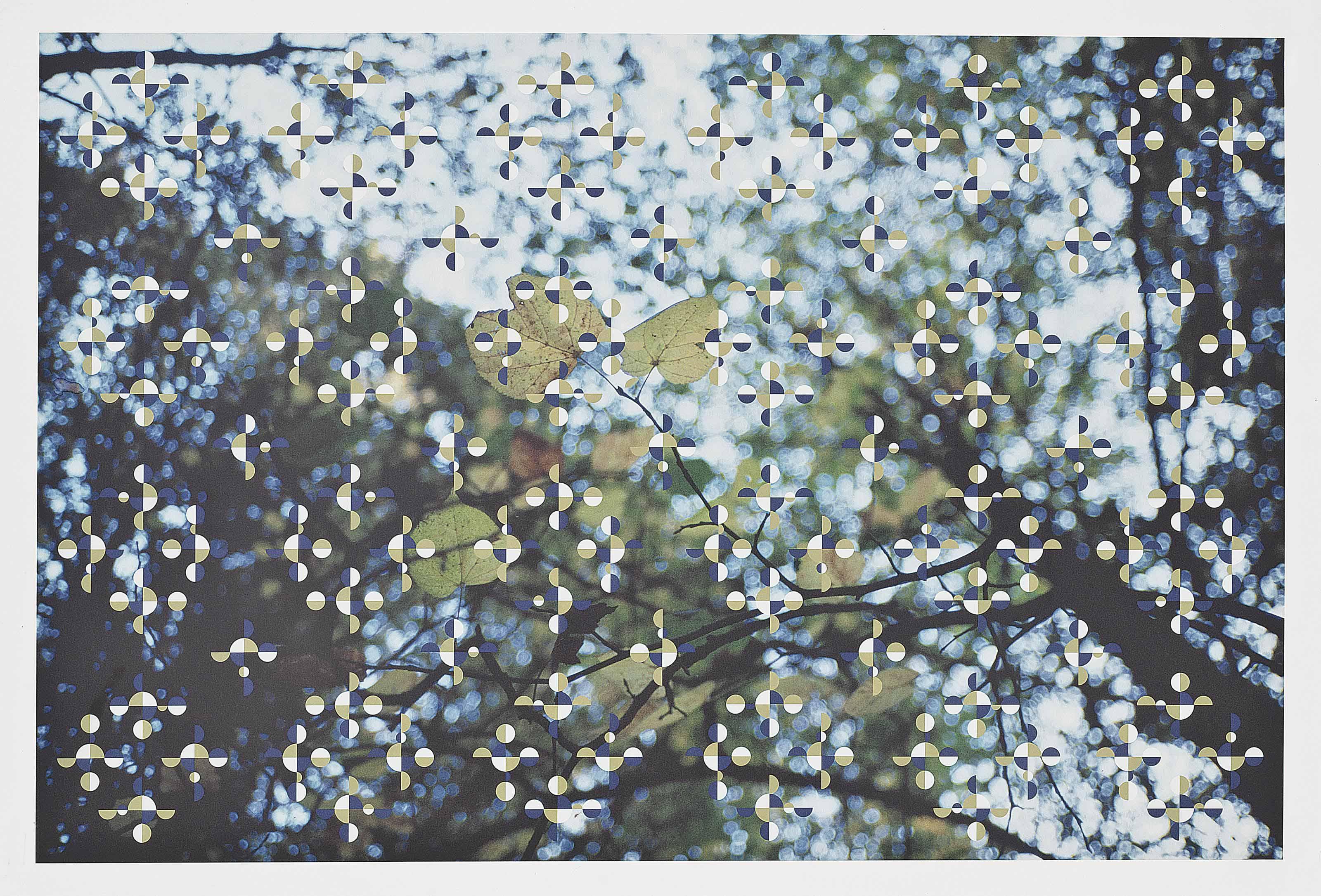 Gabriel Orozco - Light Through Leaves