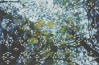 Gabriel Orozco - Light Through Leaves