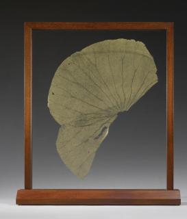 Gabriel Orozco - Lotus Leaf