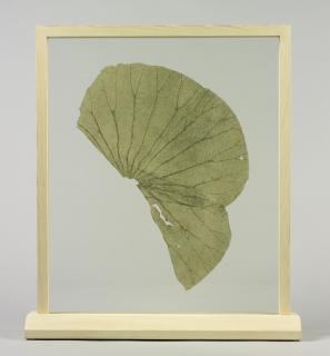 Gabriel Orozco - Lotus Leaf