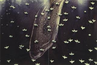 Gabriel Orozco - Migration