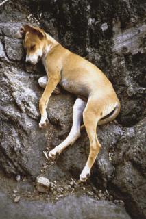 Gabriel Orozco - Perro Durmiendo (Sleeping Dog)