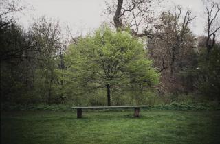 Gabriel Orozco - Tree Bench