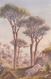 Gabriele Carelli - Alberi A Sorrento