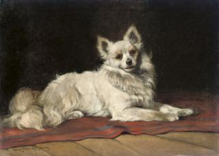 Gabrielle Rainer-Istvanffy - A papillon on a red rug