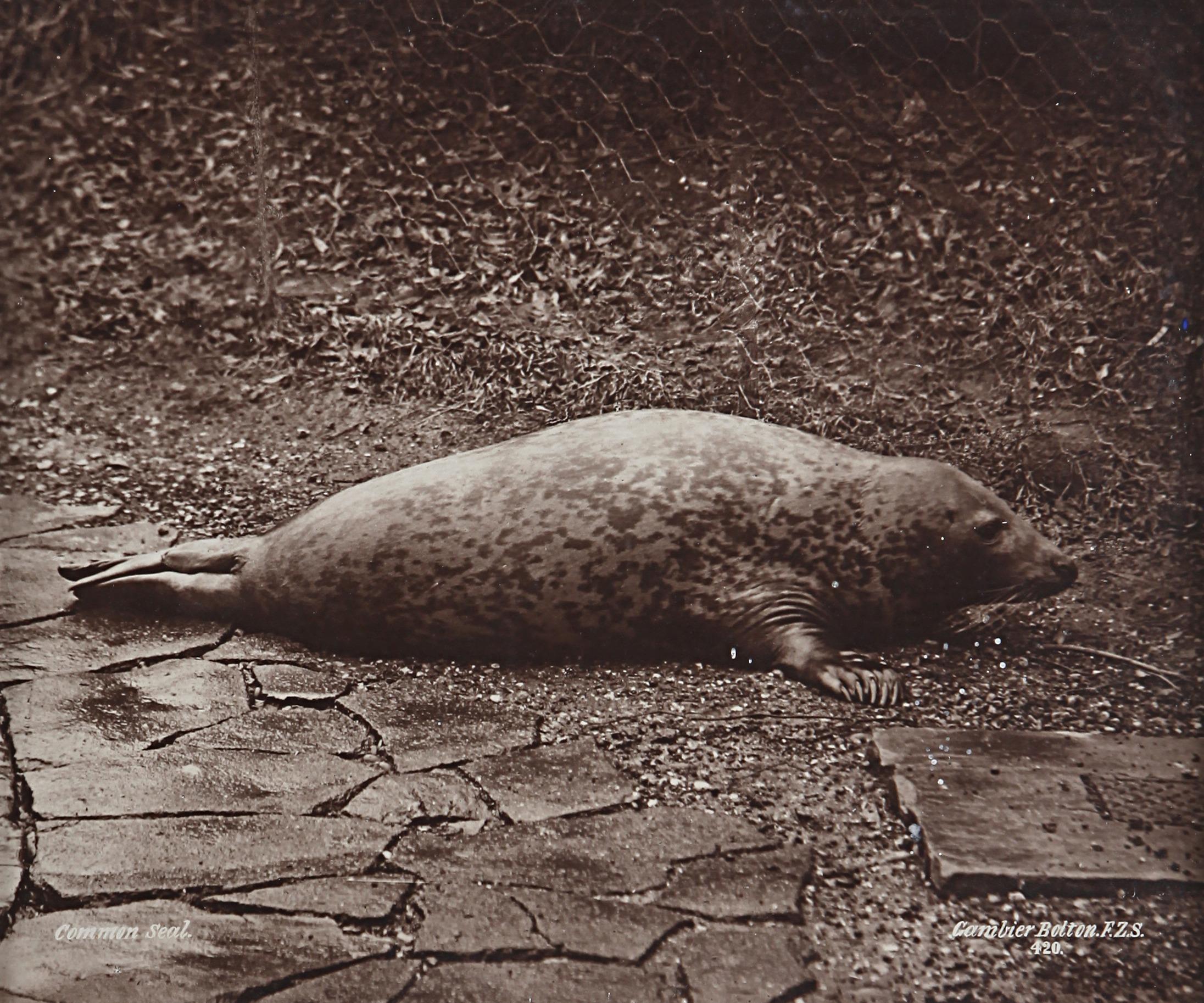 Gambier Bolton - Seal 1890 ca.