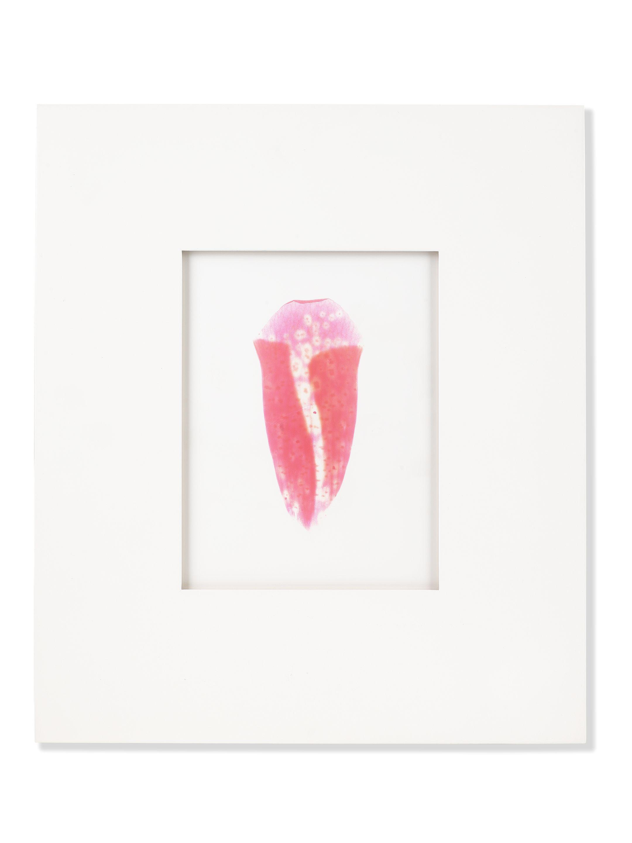 Garry Fabian Miller - Foxglove, 8th May 2011