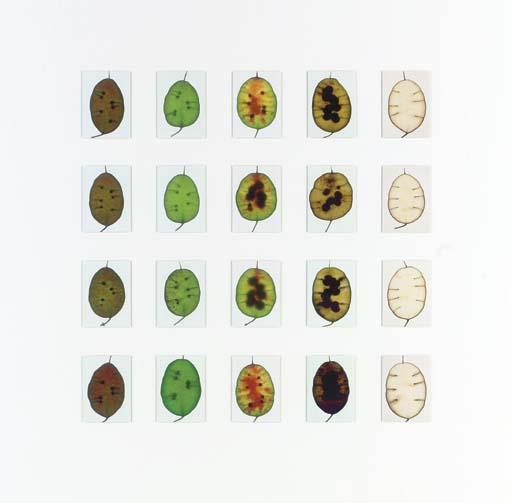 Garry Fabian Miller - Honesty, May to December, Lowfield Farm, Lincolnshire, 1985