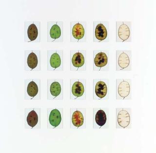 Garry Fabian Miller - Honesty, May to December, Lowfield Farm, Lincolnshire, 1985