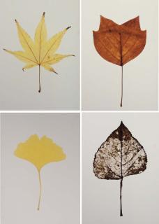 Garry Fabian Miller - Tulip Tree 2; Poplar Skeleton 2; Yellow Ginko 1; Yellow Acer 3; 1999