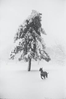 Garry Winogrand - Castle Rock, Colorado, 1959; Toronto, 1969; and New York, c. 1970