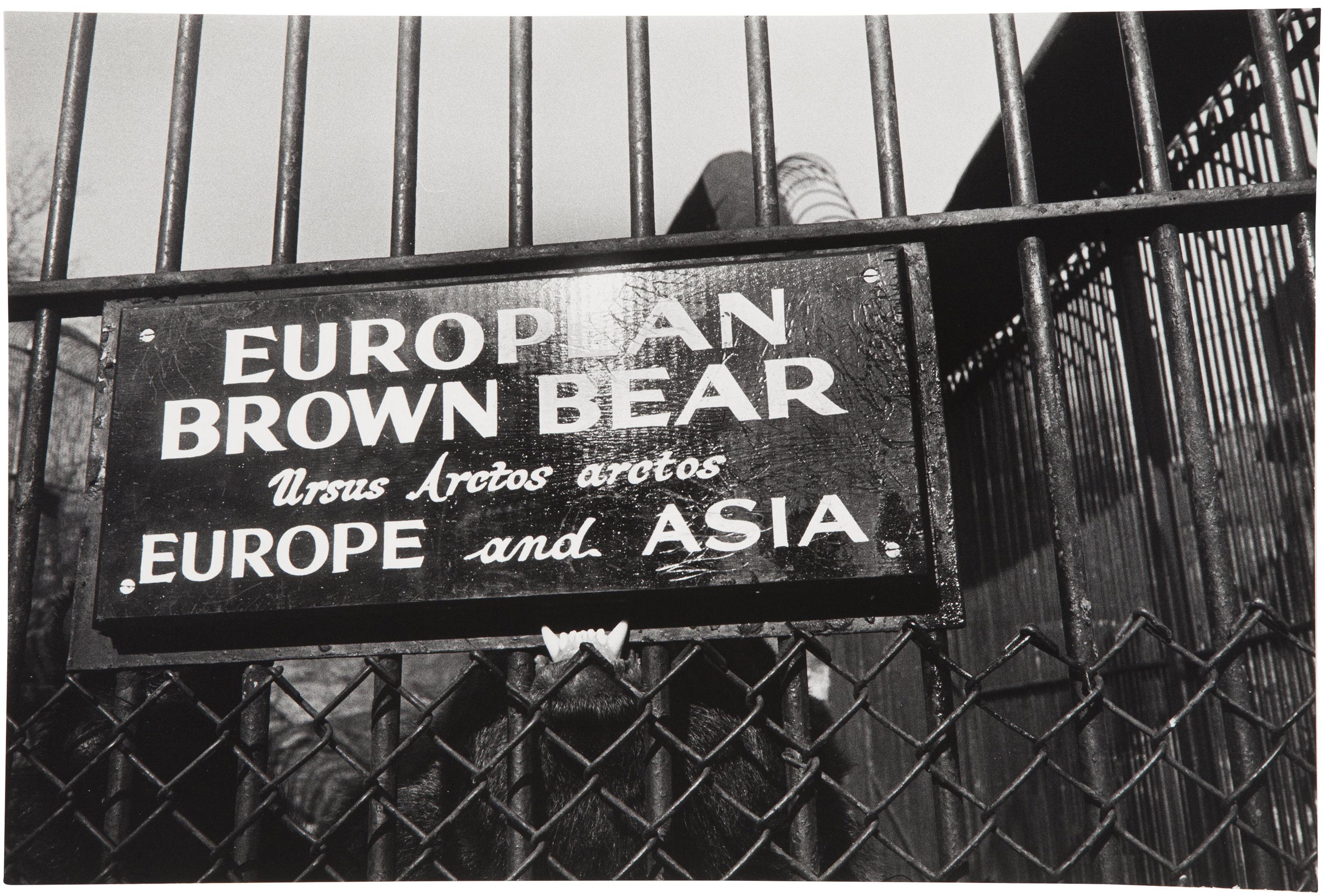 Garry Winogrand - Central Park Zoo, New York, 1962