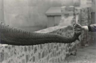 Garry Winogrand - Selected images from The Animals, 1961-1969