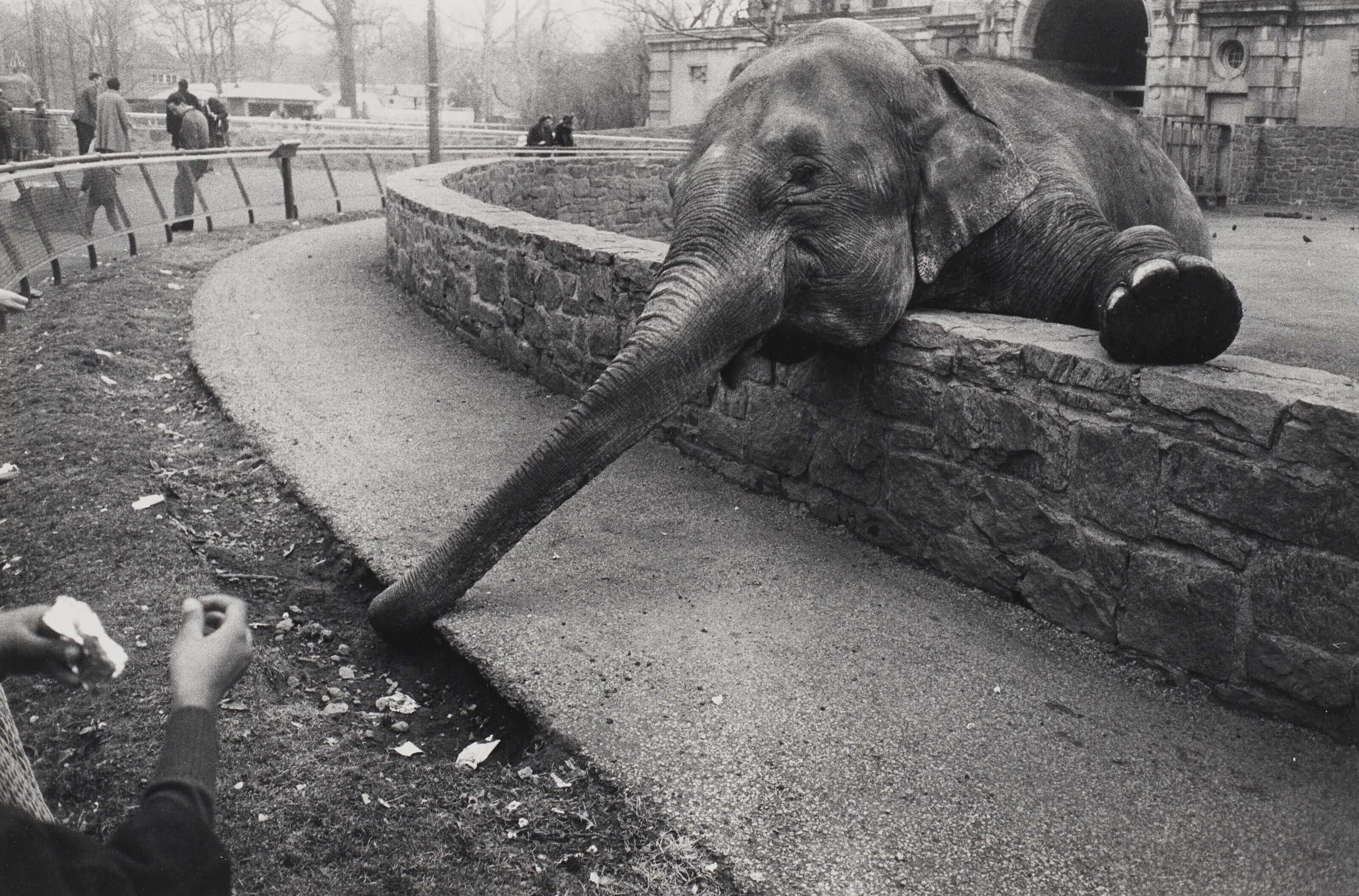 Garry Winogrand - Untitled (from The Animals), 1961-1969