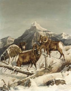 Gary R. Swanson - Big Horn Sheep