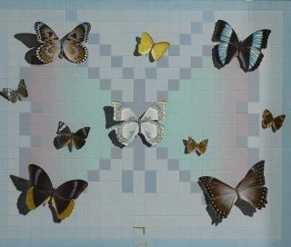 Gary Thomas Erbe - Specimen Case