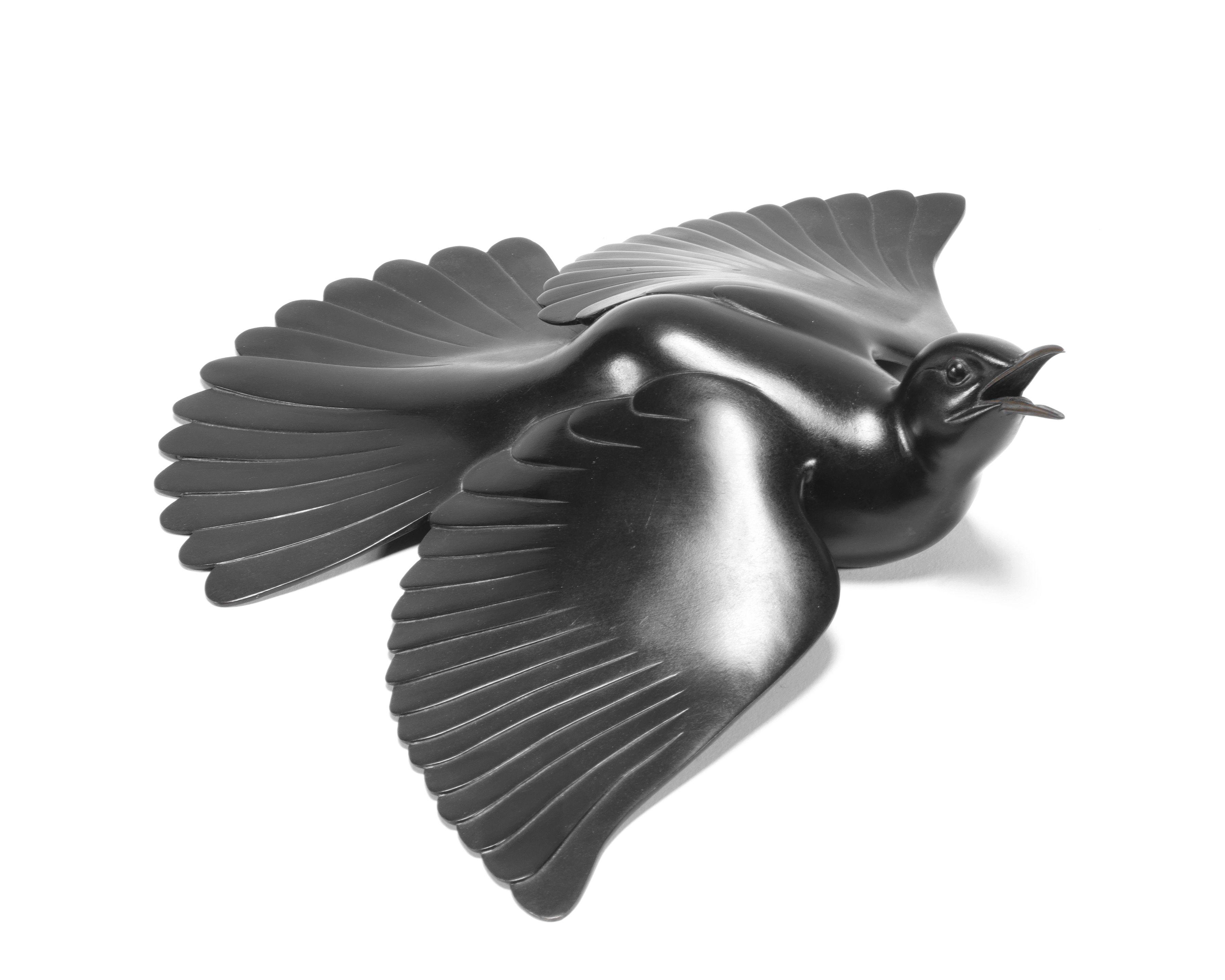 Geoffrey Dashwood - Sunbathing Blackbird