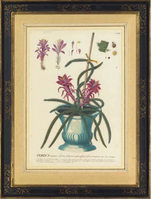 Georg Dionys Ehret - A collection of botanical studies