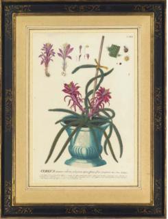 Georg Dionys Ehret - A collection of botanical studies