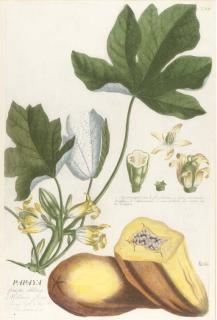 Georg Dionys Ehret - Papaya; Musae; Cedrus; Hurae; Magnolie; Podophyllum; Mespilus; Bocconla; Ledum; Pulmonaria; Meriana; and Ehretia, from Plantae Selectae