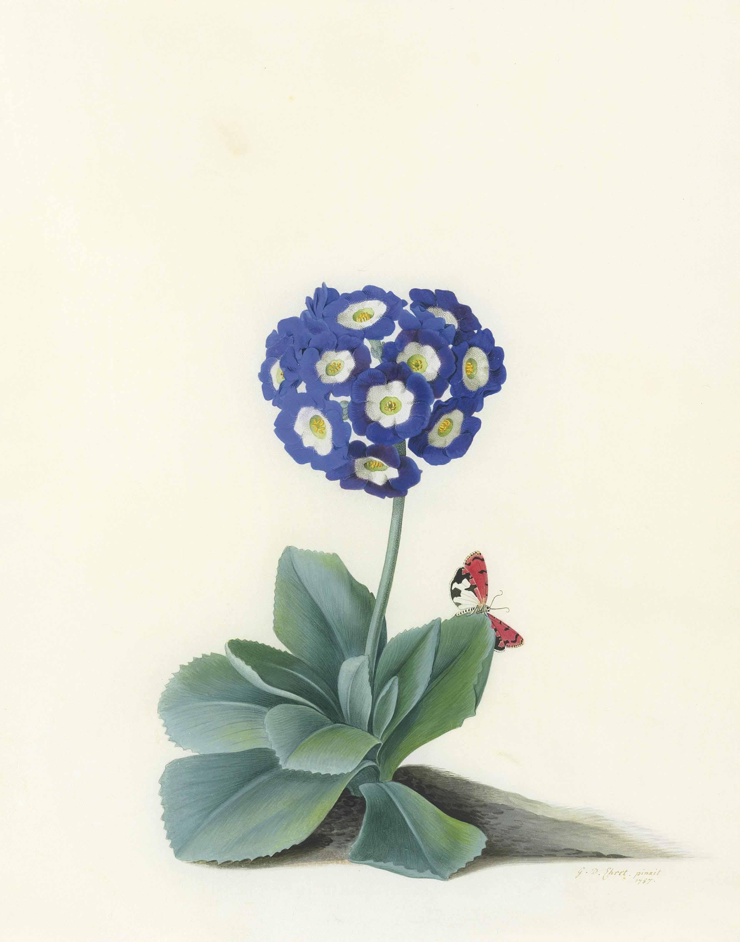 Georg Dionysius Ehret - A Blue Auricula (Auricula Fille Amoureuse)
