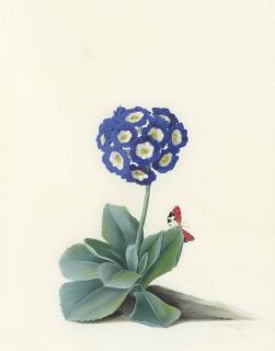 Georg Dionysius Ehret - A Blue Auricula (Auricula Fille Amoureuse)
