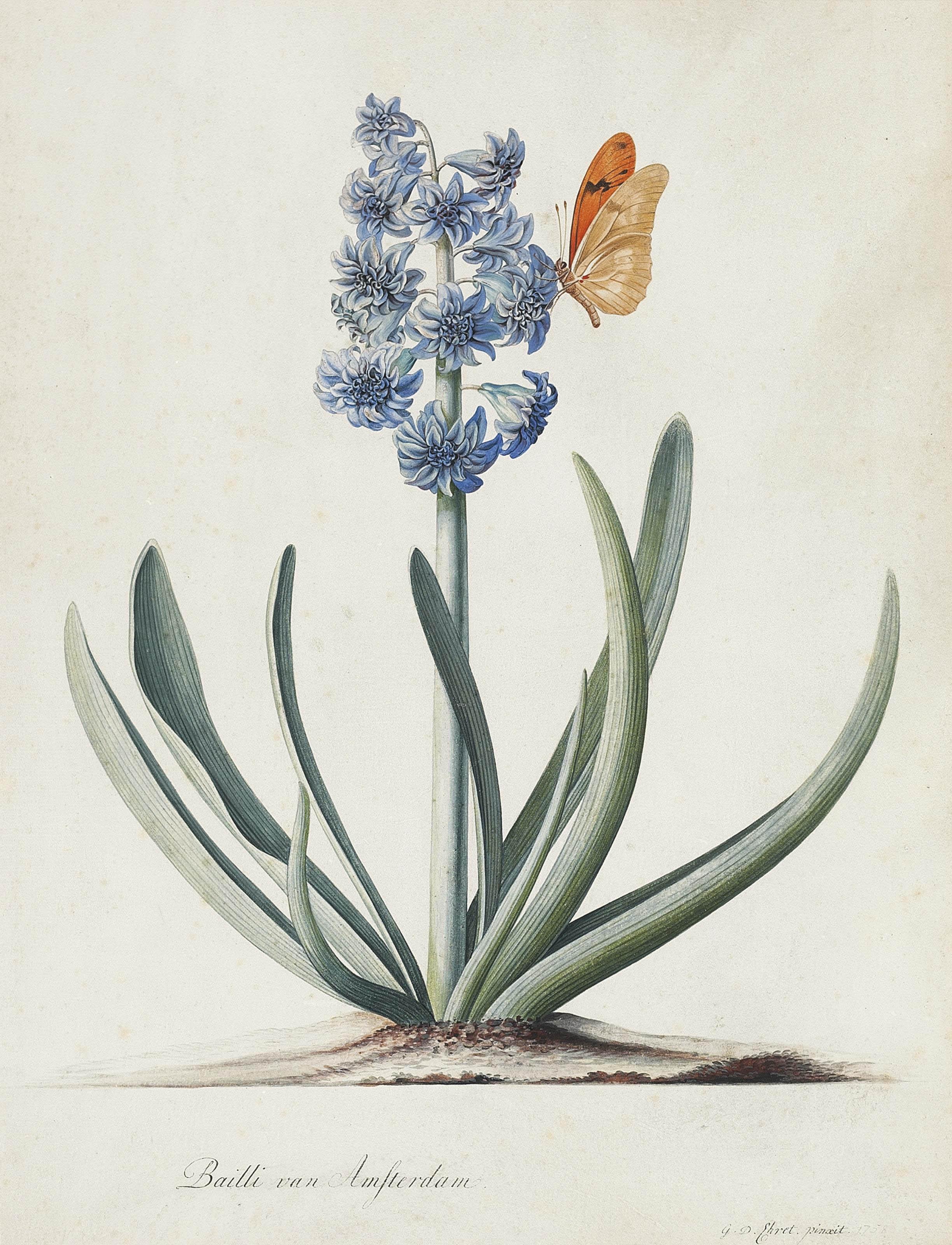 Georg Dionysius Ehret - A double blue hyacinth (Hyacinthus orientalis) with a butterfly